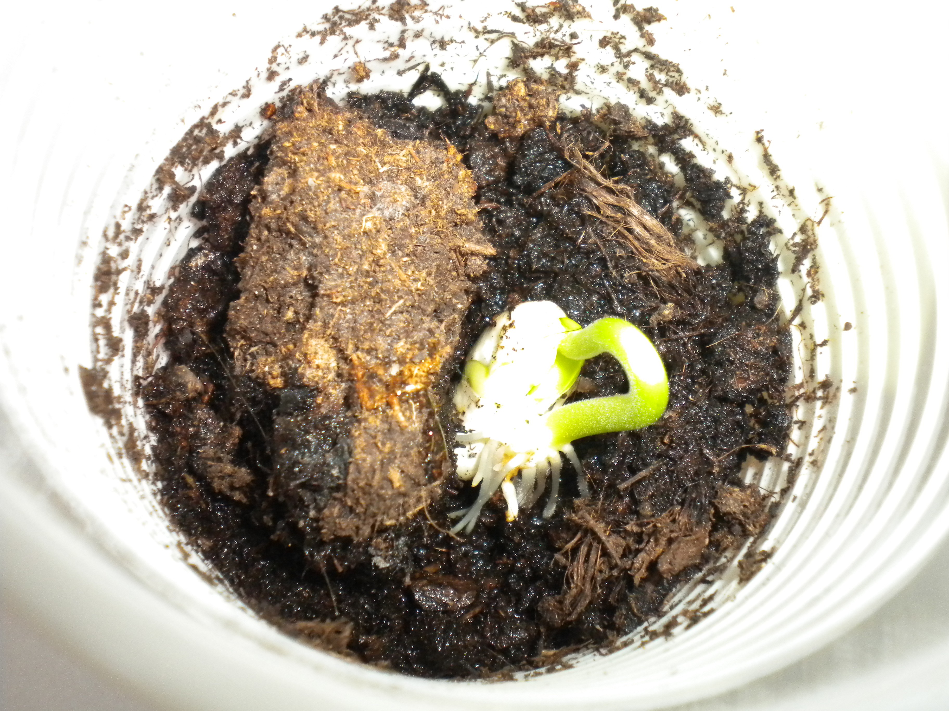 La germination du haricot. Le Nôtre