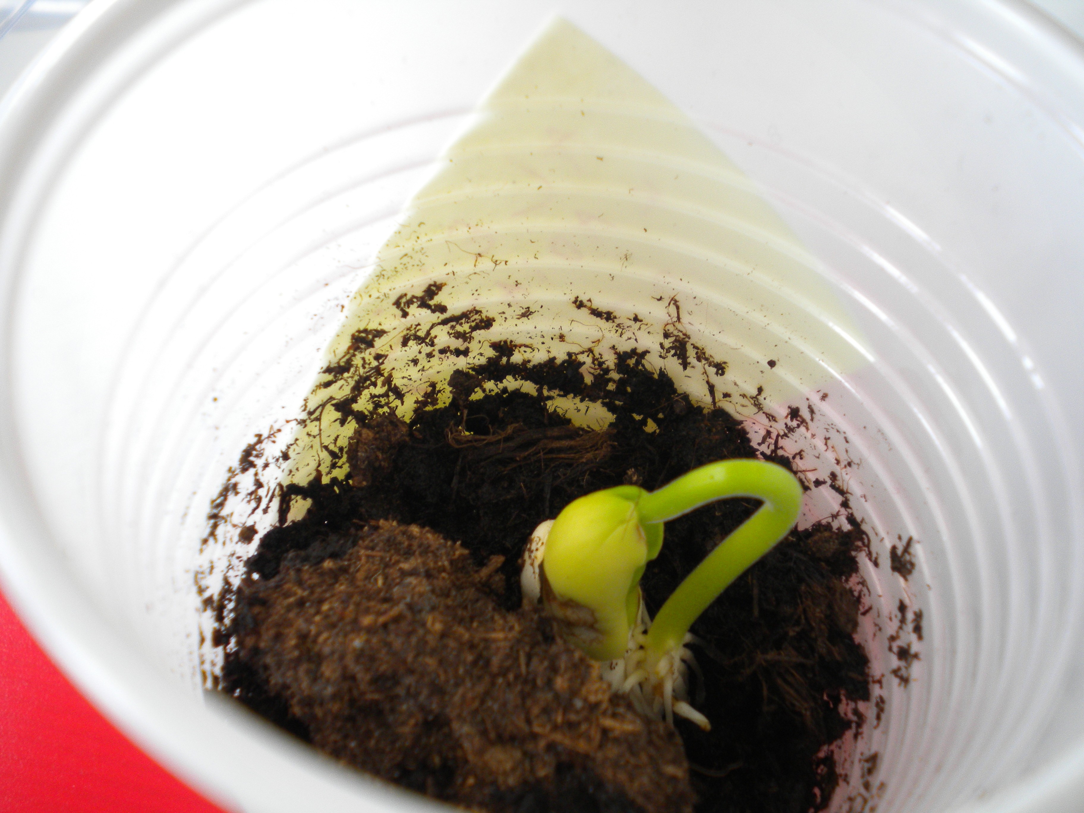 La germination du haricot. Le Nôtre